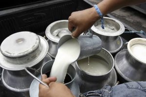 Cae 50% la demanda de leche en el establo