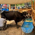 Concurso de la "Vaca Lechera" de Santiago Niltepec cumple una década impulsando la genética en el Istmo Concurso de la Vaca Lechera de Santiago Niltepec cumple una década impulsando la genética en el Istmo