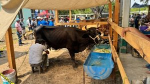 Concurso de la Vaca Lechera de Santiago Niltepec cumple una década impulsando la genética en el Istmo