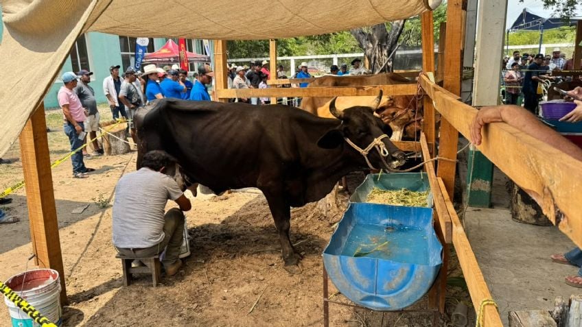 Concurso de la Vaca Lechera de Santiago Niltepec cumple una década impulsando la genética en el Istmo