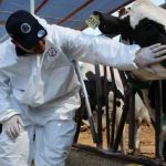 Cuencas lecheras de Chihuahua intensifican bioseguridad ante el avance del gusano barrenador Cuencas lecheras de Chihuahua intensifican bioseguridad ante el avance del gusano barrenador
