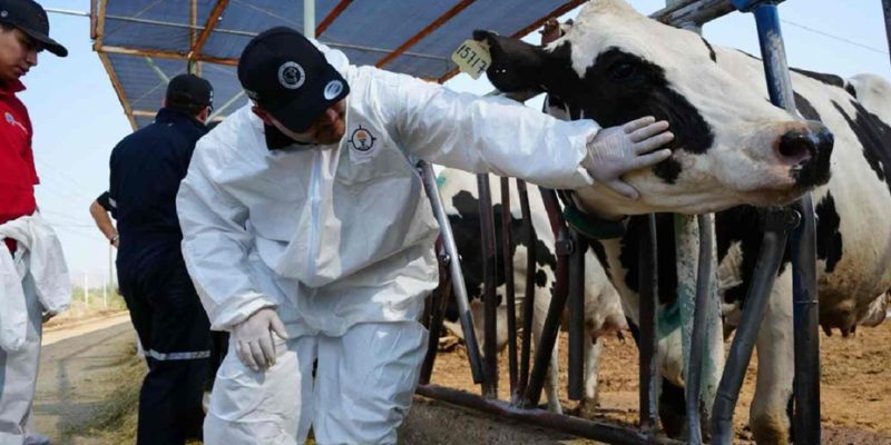 Cuencas lecheras de Chihuahua intensifican bioseguridad ante el avance del gusano barrenador