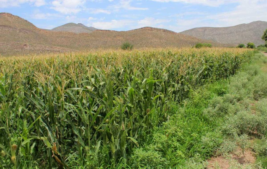 Estableros de La Laguna pactan analizar costos para estabilizar el mercado de forrajes