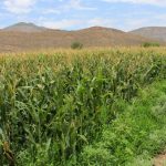 Estableros de La Laguna pactan analizar costos para estabilizar el mercado de forrajes Estableros de La Laguna pactan analizar costos para estabilizar el mercado de forrajes