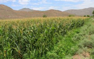 Estableros de La Laguna pactan analizar costos para estabilizar el mercado de forrajes