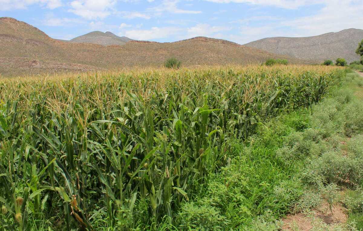 Estableros de La Laguna pactan analizar costos para estabilizar el mercado de forrajes