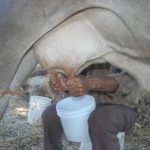 Ganaderos de Guasave exigen un precio justo de 15 pesos por litro para la leche bronca
