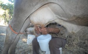 Ganaderos de Guasave exigen un precio justo de 15 pesos por litro para la leche bronca