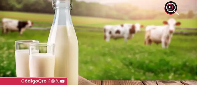 Holstein México advierte sobre un déficit de 24 millones de litros diarios en la producción nacional