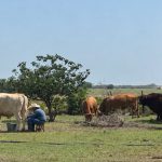 Importaciones de leche en polvo de EE. UU. frenan el desarrollo lechero en Tamaulipas Importaciones de leche en polvo de EE. UU. frenan el desarrollo lechero en Tamaulipas