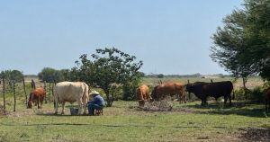 Importaciones de leche en polvo de EE. UU. frenan el desarrollo lechero en Tamaulipas