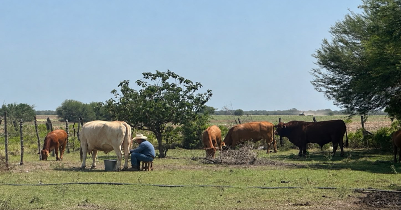 Importaciones de leche en polvo de EE. UU. frenan el desarrollo lechero en Tamaulipas