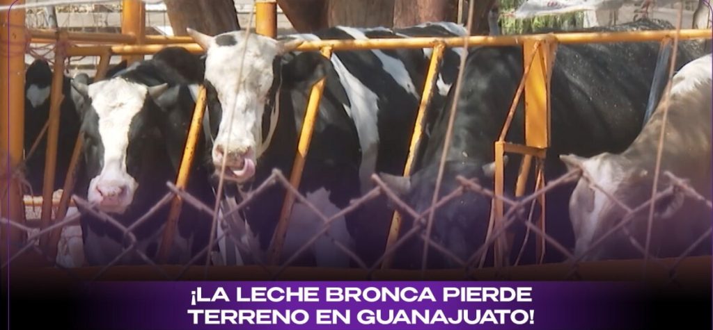 La leche bronca cae en Guanajuato