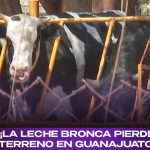 La leche bronca cae en Guanajuato