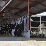 Lecheros de la cuenca Centro-Sur de Chihuahua solicitan aumento de un peso por litro