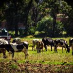 Liconsa frena acopio en Hidalgo