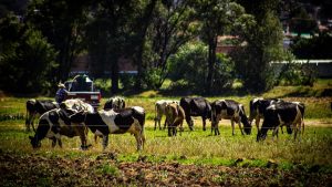 Liconsa frena acopio en Hidalgo