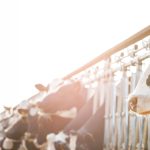México consolida su segundo lugar en producción de leche en LATAM e impulsa la ganadería de precisión en FONA Holstein 2026 México consolida su segundo lugar en producción de leche en LATAM e impulsa la ganadería de precisión en FONA Holstein 2026