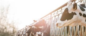 México consolida su segundo lugar en producción de leche en LATAM e impulsa la ganadería de precisión en FONA Holstein 2026