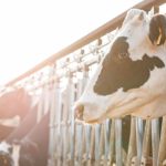 México se consolida como el segundo productor de leche de LATAM e impulsa el monitoreo inteligente en FONA Holstein 2026