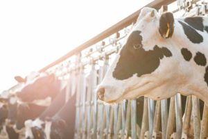 México se consolida como el segundo productor de leche de LATAM e impulsa el monitoreo inteligente en FONA Holstein 2026
