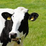 Producción mundial de leche crece 1,9% en mayo impulsada por Europa, Oceanía y Argentina Producción mundial de leche crece 1,9% en mayo impulsada por Europa, Oceanía y Argentina