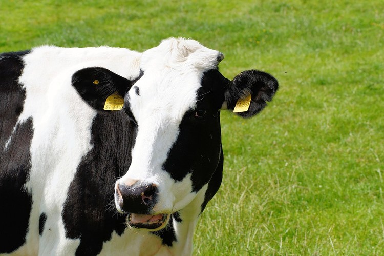 Producción mundial de leche crece 1,9% en mayo impulsada por Europa, Oceanía y Argentina