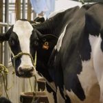 Querétaro produce 1.3 millones de litros diarios de leche, pero el déficit nacional obliga a mantener las importaciones