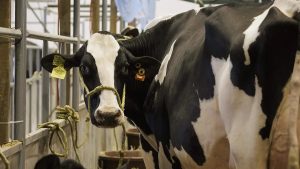 Querétaro produce 1.3 millones de litros diarios de leche, pero el déficit nacional obliga a mantener las importaciones