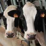 Rabobank la producción mundial de leche pierde impulso y ajusta márgenes