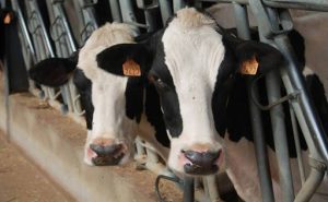 Rabobank la producción mundial de leche pierde impulso y ajusta márgenes