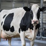 Récord histórico Vaca paraguaya supera los 108 litros de producción diaria en Cooprolanda