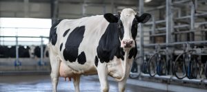Récord histórico Vaca paraguaya supera los 108 litros de producción diaria en Cooprolanda