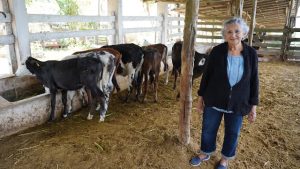 Yucatán otorga subsidio directo de un peso por litro a la lechería tropical del oriente