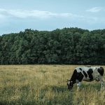 Agricultura molecular en Israel: desarrollan cultivos vegetales para producir proteínas de leche idénticas sin vacas Agricultura molecular en Israel desarrollan cultivos vegetales para producir proteínas de leche idénticas sin vacas