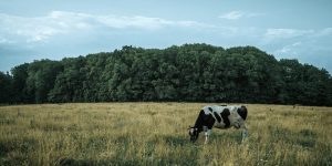 Agricultura molecular en Israel desarrollan cultivos vegetales para producir proteínas de leche idénticas sin vacas