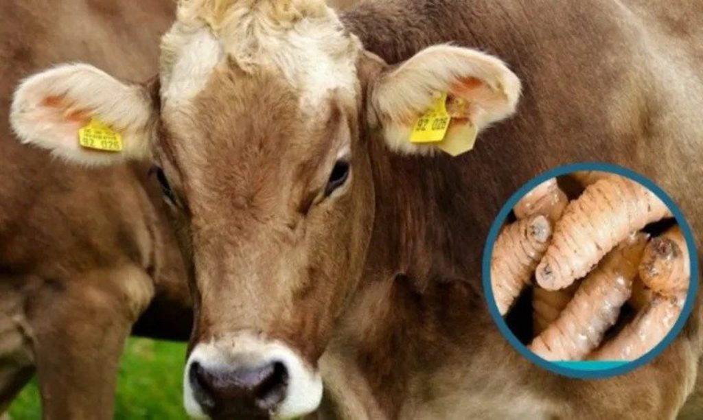 Ahome se mantiene libre de gusano barrenador y descarta impactos en los precios de la leche y el ganado