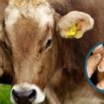 Ahome se mantiene libre de gusano barrenador y descarta impactos en los precios de la leche y el ganado Ahome se mantiene libre de gusano barrenador y descarta impactos en los precios de la leche y el ganado