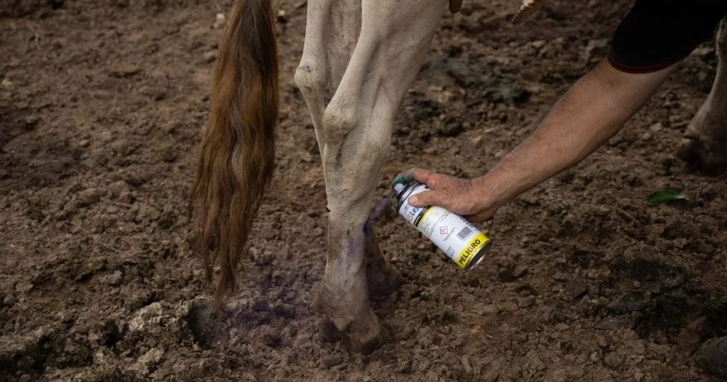 Asociación Ganadera de Mazatlán confirma el primer caso de gusano barrenador en el puerto
