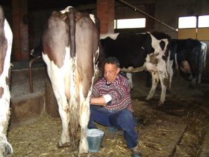 Baja el precio de la leche y ganaderos de Ahome buscan recuperar el mercado local frente a la crisis de rentabilidad