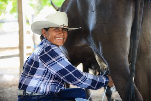 Compra directa de leche a ganaderos nacionales asegura el abasto de 7.7 millones de beneficiarios de Leche para el Bienestar