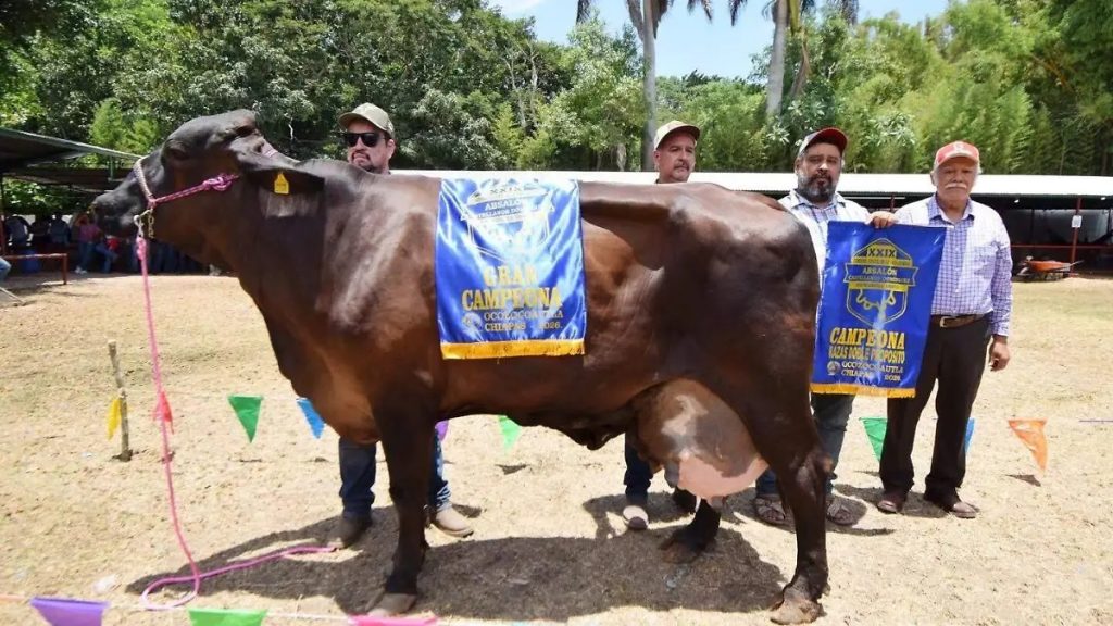 El Concurso Estatal de la Vaca Lechera en Coita premia a los mejores ejemplares y consolida el potencial genético de Chiapas