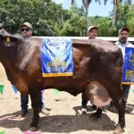 El Concurso Estatal de la Vaca Lechera en Coita premia a los mejores ejemplares y consolida el potencial genético de Chiapas El Concurso Estatal de la Vaca Lechera en Coita premia a los mejores ejemplares y consolida el potencial genético de Chiapas