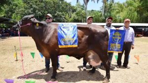 El Concurso Estatal de la Vaca Lechera en Coita premia a los mejores ejemplares y consolida el potencial genético de Chiapas