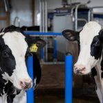 El auge de las dietas proteicas impulsa la industria láctea de EE. UU. y dispara los precios del suero de leche El auge de las dietas proteicas impulsa la industria láctea de EE. UU. y dispara los precios del suero de leche