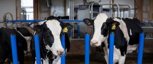 El auge de las dietas proteicas impulsa la industria láctea de EE. UU. y dispara los precios del suero de leche