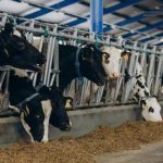 Fisiología y manejo del ganado lechero: el proceso de recuperación metabólica tras la producción de decenas de litros de leche al día Fisiología y manejo del ganado lechero el proceso de recuperación metabólica tras la producción de decenas de litros de leche al día