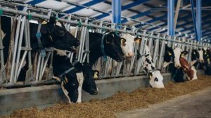 Fisiología y manejo del ganado lechero el proceso de recuperación metabólica tras la producción de decenas de litros de leche al día