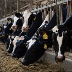 Ganaderos apuestan por variedades especializadas de soja en la dieta bovina para elevar la calidad y los sólidos de la leche Ganaderos apuestan por variedades especializadas de soja en la dieta bovina para elevar la calidad y los sólidos de la leche