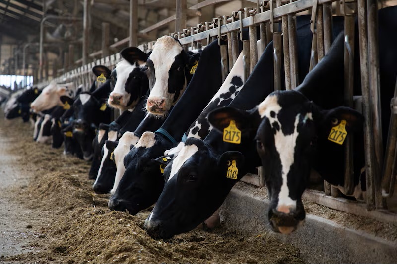 Ganaderos apuestan por variedades especializadas de soja en la dieta bovina para elevar la calidad y los sólidos de la leche